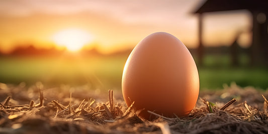 Das Hühnerei – Ein Meisterwerk der Natur