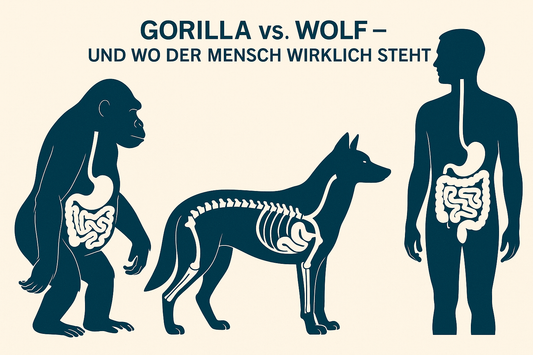 Warum unser Darm eher wie der eines Wolfes ist — und was das für unsere Ernährung bedeutet
